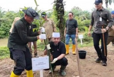 Hampir 50 Ribu Bibit Ditanam, Gubernur  Bengkulu Tegas Bergerak Selamatkan Alam