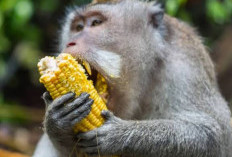 Lahan Jagung Diserbu Monyet, Petani di Mukomuko Rugi Segini