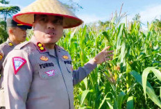 Panen Raya Jagung Polres   Kaur Lampaui Target