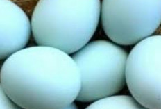 Konsumsi  Telur Bebek, Ini Khasiatnya Bagi Kesehatan
