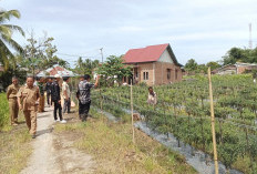 Tanam Jagung Gagal, Modal   Rp 48 Juta Dapat Rp 8 Juta