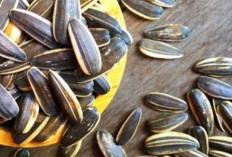 Cemilan Asik dan Simpel, 7 Manfaat Makan Kuaci Untuk Kesehatan 