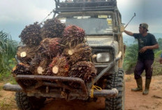 Kebun Sawit Anggota   TNI Dipanen Warga, Diduga Disuruh Perusahaan Ini