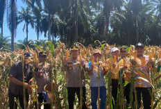 Polres Bengkulu Selatan Panen Jagung Panen Raya Jagung Serentak Kuartal II, Tunjukkan Komitmen untuk Rakyat