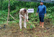 Go Green dari Kepahiang, Bupati Ajak Warga Jaga Hutan dan DAS