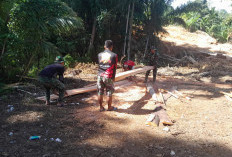 Satgas TMMD Ke-124 Kodim 0408/BS Mencari Kayu Lagi Sebagai Tambahan Bangun Jembatan