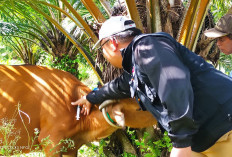 Tim PANTTER Berikan Pelayanan   Kesehatan Hewan Gratis