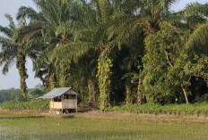 Sawah Terancam Jadi Sawit, Pemkab Mukomuko Perketat Pembinaan Petani