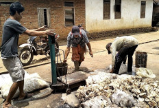 Harga Karet di Seluma Tembus Segini