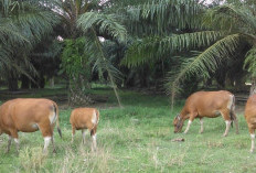  Dinas Pertanian Mukomuko   Dorong Peningkatan Ekononi Petani