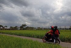 Rimbo Recap Kembangkan Wisata Pertanian
