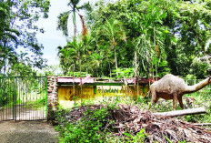 Taman Remaja Menanti Sentuhan Perubahan, Ini Program Pemda Kota Bengkulu untuk Mengaktifkannya Kembali