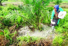 Petani Sawit Keluhkan Mahalnya Harga Pupuk, Segini Harga Pupuk di Bengkulu Saat Ini 