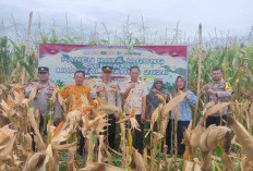 Polsek Kedurang Ilir Gelar Panen Raya Jagung Serentak di Lubuk Resam