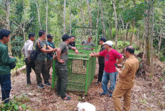 Beruang Madu Masuk Kebun dan Rusak Tanaman Warga, BKSDA Pasang Perangkap di Taba Penanjung