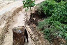 Jalan Nyaris Putus, Warga Trans Babat Kaur Terancam Terisolir
