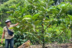Harga Kopi Kembali Naik, Kini Tembus Rp 60 Ribu/kg