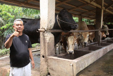 Dari 5 Ekor Jadi 100 Ekor: Peternakan Sapi Dzaki Farm Inspirasi Peternak BS  