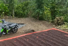 Harga Kopi Makin Anjlok, Petani di Kepahiang Menjerit