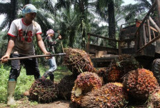 Update Harga TBS Sawit di 11 Pabrik Kabupaten Mukomuko per Agustus 2026, Tertinggi Rp2.960 per Kg
