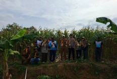 Panen Jagung Sadesahe Sumber Sari, Jadi   Bukti Ketahanan Pangan Berkelanjutan, Lahan Langsung Ditanami Cabai
