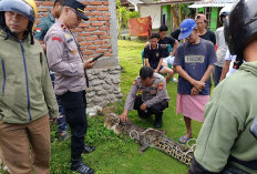 Tersangkut Jaring, Warga Tangkap Buaya, Ini Lokasinya