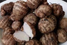 Kimpul Kembali Viral, Ini Kandungan Gizi dan Manfaatnya bagi Tubuh