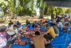  Daging Kurban di   Mukomuko Layak Dikonsumsi