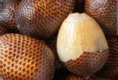 Dikenal Snake Fruit, Manfaat Buah Salak Untuk Kesehatan 