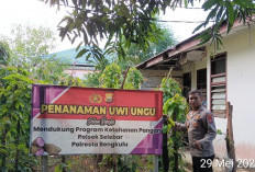 Dukung Program Ketahanan Pangan, Polsek Selebar Tanam Uwi dan Jagung 