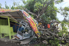 Warung Mie Ayam di Kota Bengkulu Ditimpa Pohon, Begini Penjelasan Korban