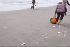 Ikan Berserakan di Pinggir Pantai Mukomuko, Ternyata Ini Penyebabnya