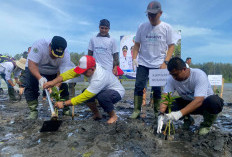  Lindungi Wilayah Pesisir  di   Mukomuko dengan Tanaman Mangrove