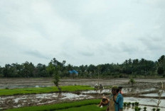  PPL Tetap Ujung Tombak Pendampingan Petani di Mukomuko