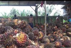  Pekebun Sawit di BU Diimbau Bermitra dengan PKS , Ini Tujuannya 