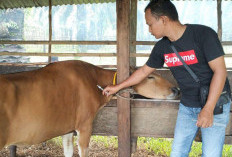 Distan Jamin Kesehatan Hewan Ternak, Obat Suntik Tak Sembarangan Digunakan