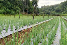 Pemdes Kelindang Atas Lanjutkan   Budidaya Bawang Merah