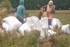 Harga Gabah Seluma Masih   di Bawah Harga Pasar, Apa Penyebabnya?