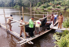 BUMDes Merah Putih   Panen Ikan Nila