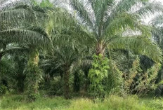 Tingkatkan Produktivitas, Targetkan Peremajaan Ribuan Hektare Sawit
