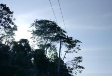Gangguan Listrik di Semidang Alas Maras, Tim PLN ULP Manna Segera Lakukan Pemulihan
