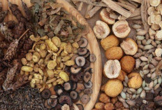 Waspada,  6 Daftar Suplemen Herbal Berbahaya,  Picu Kerusakan Hati