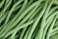 Daftar Sayuran Yang Dapat Menekan Rasa Kenyang Dan  Menurunkan Berat Badan Menurut Penelitian 