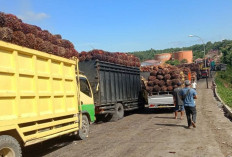 Harga Sawit ''Jebol'' di Bawah Rp3.000, Dinas Pertanian Mukomuko Siap Lapor ke Tim Provinsi