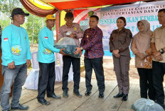 Kembalikan Kabupaten Lebong Sebagai Central Ikan Mas, Bupati Lebong Tebar 253 Ribu Bibit Ikan Mas