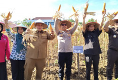 Bupati Choirul Huda Pimpin Panen Jagung, Dorong Masyarakat Mandiri Pangan