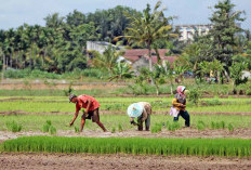 2,9 Ton Benih Padi dan Jagung Belum Disalurkan, Petani Diminta Sampaikan Usulan, Berikut Caranya 