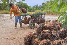 Produksi Berkurang, Harga Sawit  di Mukomuko Turun, Ini Penyebabnya 