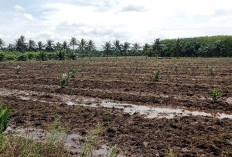 25 Hektare Sawah   di Benteng Jadi Lahan Sawit, Begini Dampaknya     