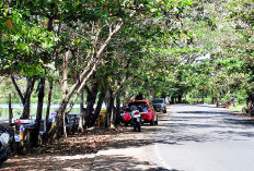 Meja dan Kursi Tepi Danau Dendam Tak Sudah Dibongkar, Wali Kota Bengkulu Beri Tugas Ini pada Camayt/Lurah